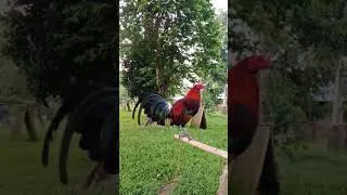 Thumbnail: Healthy Breeders, Stronger Generations