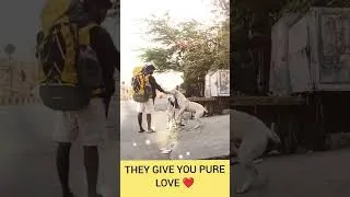 Thumbnail: Spread some love 💕.               #shortsfeed #doglover #youtubeshorts #cutedog