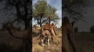 Thumbnail: #Wild camel 🐪           #camel #youtubeshorts #shortsfeed #kannadavlogs #babycamel