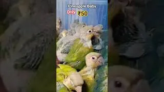 Thumbnail: Cheapest price pineapple Baby parrot #birds #parrotmarket #birdsmarket #parrot