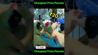 Thumbnail: Cheapest price parrot market