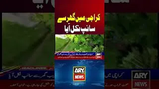 Thumbnail: Snake Found Inside House in Karachi #shorts #youtubeshorts