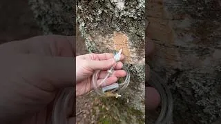 Thumbnail: Collect birch sap near my old A-frame shelter 🛖Have a good day 🙂
