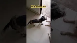 Thumbnail: Shih Tzu Adult Female for Sale in Delhi 🐶 | Healthy & Trained | Home Delivery Pan India Available