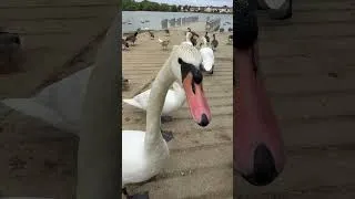 Thumbnail: Swan Dancing 🦢 #shorts