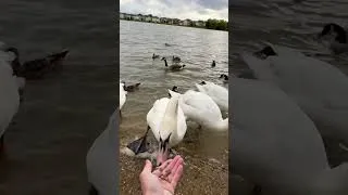 Thumbnail: Will This Swan Bite Me? #shorts