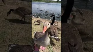 Thumbnail: Wild Goose Hisses! 🪿#shorts