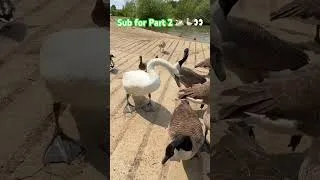 Thumbnail: Swan vs. Goose: Food Fight Showdown! 🍽️🦢 #Shorts