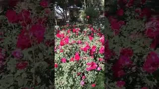 Thumbnail: Roses In My Home Garden #garden #ashgardenideas #rosegarden