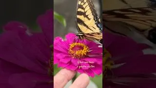Thumbnail: Garden Visitor #butterfly #garden #swallowtail #sunflower #flowers #gardenflowers #gardening 🦋💛💙
