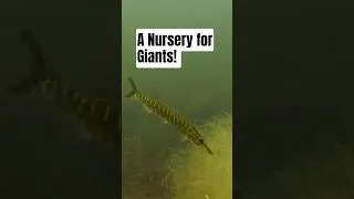 Thumbnail: Giant Predators have to start somewhere...