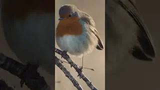 Thumbnail: Robins can do something Amazing with their Right Eye!