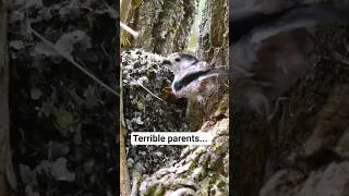 Thumbnail: Long-tailed tit facts that you need to know!