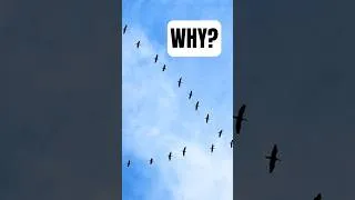 Thumbnail: The real reason that birds fly in V Formations