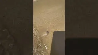 Thumbnail: Awesome sea shell