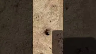 Thumbnail: Sand crab 's hole