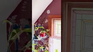 Thumbnail: Plants Art!
