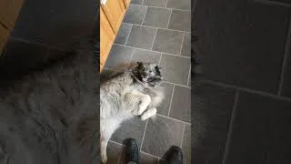 Thumbnail: The Wolf 🐺 is strong in her... #dogs #dog #pets #wolf #pet