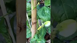 Thumbnail: Grow Endless Yardlong Beans in Recycled Fruit Crates!