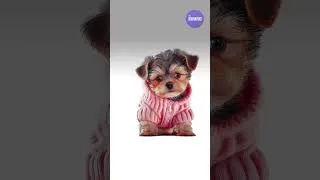 Thumbnail: Sound to make a dog tilt his/her head