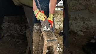 Thumbnail: A craftsman trims a donkey's hooves; the shovel is very sharp, cutting through the hooves #donkey