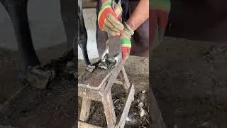 Thumbnail: Master repaired donkey's hooves with efficient techniques #horse #farming #satisfying