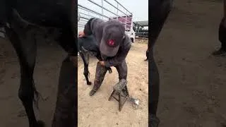Thumbnail: Love Animals, Trim The Horse's Hoof, The Master's Technique Is Quick And Efficient #satisfying