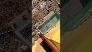 Thumbnail: Vespa Velutina atack AKA Asian Hornet atack.