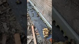 Thumbnail: Hurry up!! Nectar flow is on and the days are getting shorter and shorter... #beekeeping #portugal