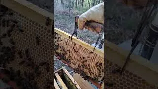 Thumbnail: Nectar flow from eucaliptus #Beekeeping #portugal