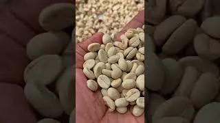 Thumbnail: Drying our Arabica Coffee #coffeefarming #farmlife #arabicacoffee