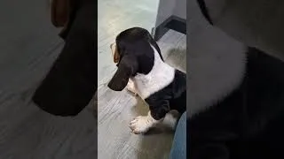Thumbnail: Such Big Paws #puppy #bigpaws #adorable