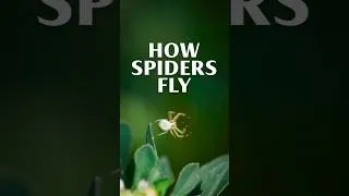 Thumbnail: How Do Spiders Fly?