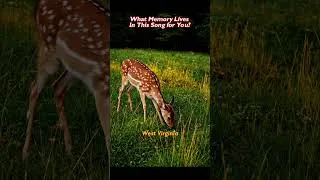 Thumbnail: Best Country Music Of All Time   John Denver Take Me Home Country Roads   Country Heart Mood