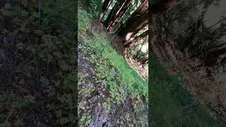 Thumbnail: Are these what I think they are?