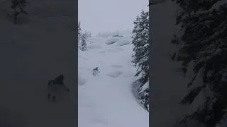 Thumbnail: Dream lines ☁️ #skiing #winter #fyp