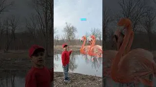 Thumbnail: ABC Animals for Kids| Animals start with F sound | Educational animal video for kids and toddlers
