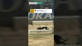 Thumbnail: And the prize for the best-named winner of the day goes to... 🇫🇷 #racing #dogs #zidane