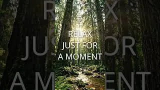 Thumbnail: Relaxing Forest