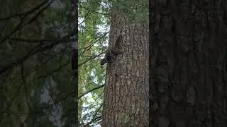 Thumbnail: Pew pew! Angry Squirrel 🐿