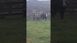 Thumbnail: less than 5 minutes old and already walking,  how amazing is that?#auntysfarm #babycow #cows #babyan