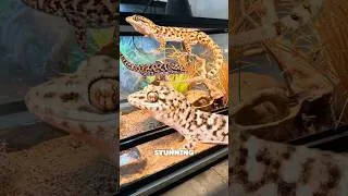 Thumbnail: Bynoe’s Geckos, the Lizard that clones itself! #reptiles