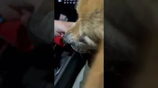 Thumbnail: Corgi with his pup cup addiction ￼ ￼