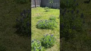 Thumbnail: How To Grow Bluebonnets at Home