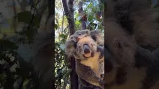 Thumbnail: Small paws, big Aussie charm 🐨🤎