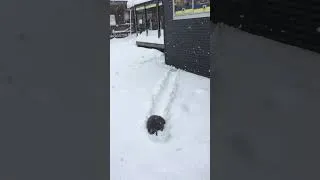 Thumbnail: Ploughing through the powder like a total pro 🐾