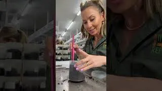 Thumbnail: Finding Male Funnel Web Spiders | Australian Reptile Park