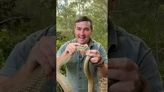 Thumbnail: How to Stay Safe Around Snakes | Australian Reptile Park