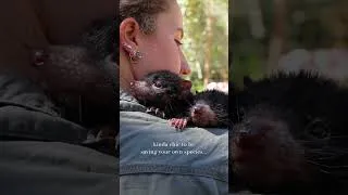 Thumbnail: Endangered Animals Doing Their Park | Australian Reptile Park