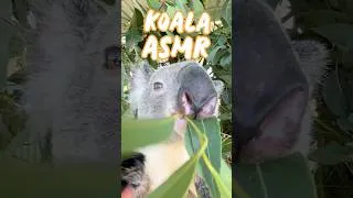 Thumbnail: no thoughts just munch leaf 🐨